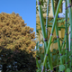 Two photo samples taken with the Google Pixel 6a